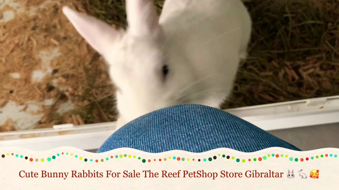 Cute Bunny Rabbits In Store TheReef Gibraltar / Милые Зайцы