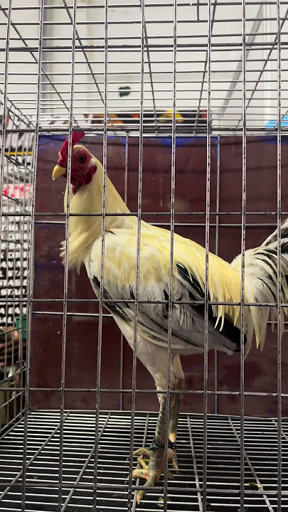 RRZN GAMEFARM - 8th Cebu National Gamefowl Expo 2025 #rooster #birds #chicken