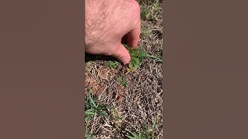 Pulling weeds satisfying  #pullingweeds #grass #garden #gardening #satisfying #satisfyingvideo