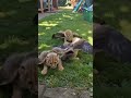 Captured on camera: are these real flying cheetah cubs? Uncover the truth behind this incredible fo