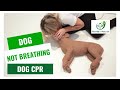 Dog CPR - How to resuscitate your pet | First Aid for Pets