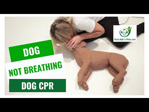 Video: How To Give First Aid To Your Pet