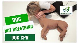 Dog CPR - How to resuscitate your pet | First Aid for Pets