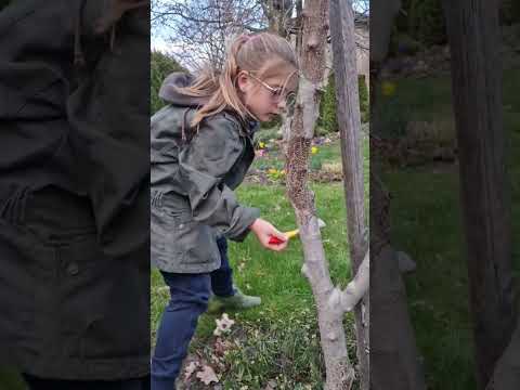 working 💪 painting tree 🌳