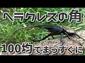 【クワカブ生活】曲がらないのがお好きでしょ? ヘラクレス【stag beetle】