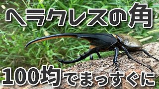 【クワカブ生活】曲がらないのがお好きでしょ? ヘラクレス【stag beetle】