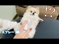 【犬の乾燥対策】mofuwaのグルーミングスプレーとスキンケアミストを買ってみました