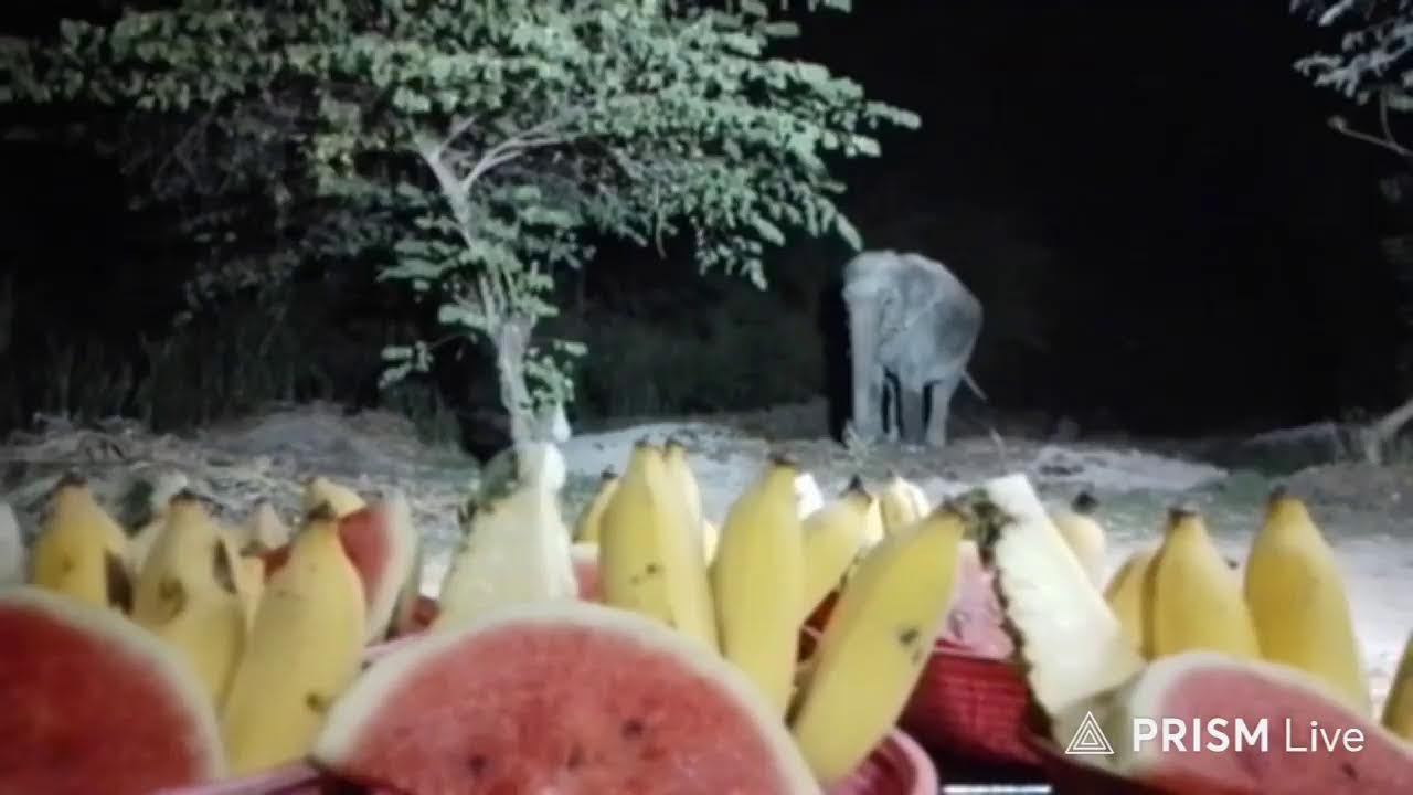 #แวะเมตตาด้วยน่ะค่ะยังไม่ได้ทานสักตะกร้าเลยค่ะ 🙏❤🙏🐘