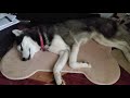 Emer the Siberian Husky Sings Jingle Bells in Her Sleep