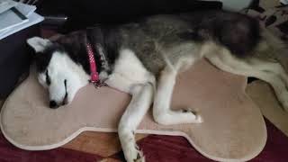 Emer the Siberian Husky Sings Jingle Bells in Her Sleep