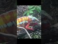 #chameleon #reptile #chamäleon #animals #terrakultur #furciferpardalis #furcifer #pantherchameleon