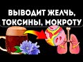 Вкус из детства, но действие… Квас из цикория чистит сосуды, кишечник, легкие и даже…