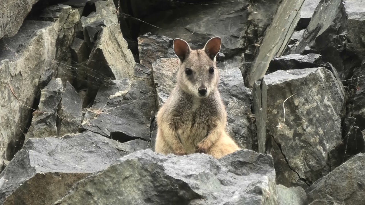 Unadorned Rock-Wallaby! Nice Way of Saying It Has a Plain Face!