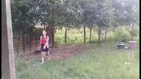 Hluas nkauj hmoob lub neej nyob toj siab 4                 Pub qaib pub npua