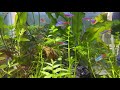 Planted aquarium  neon tetra  cardinal tetra  lowtech tank  no co2 tank