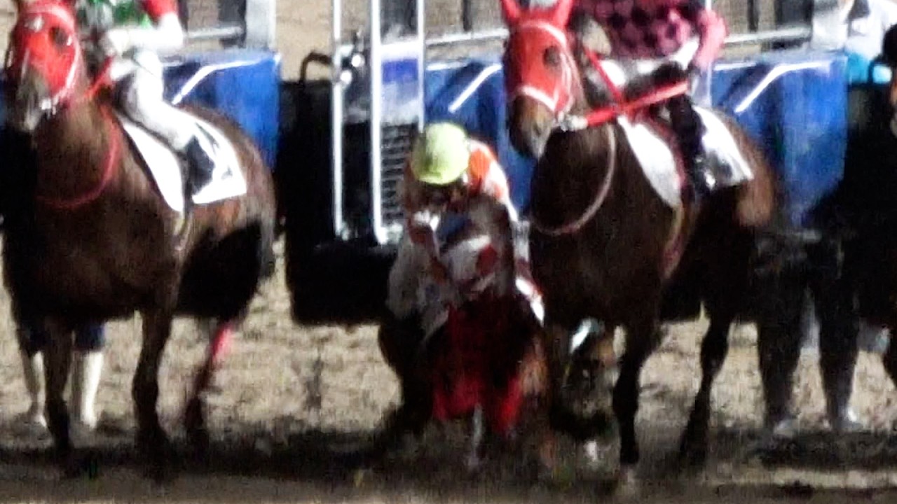 【落馬】【放馬】調教の出入り口なのかな⁉ ラチを破壊して帰りたがる 現地映像 スティルザワン