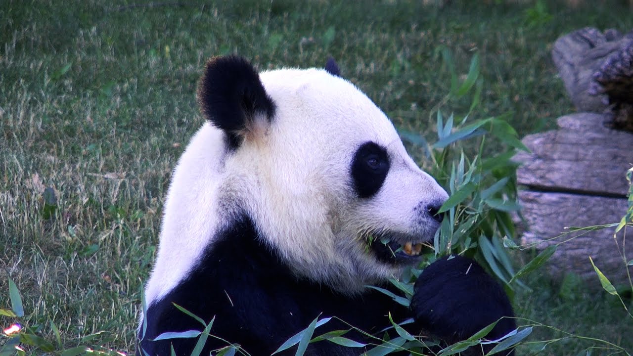 Shared Solutions What to do with a Zoo's bamboo? YouTube