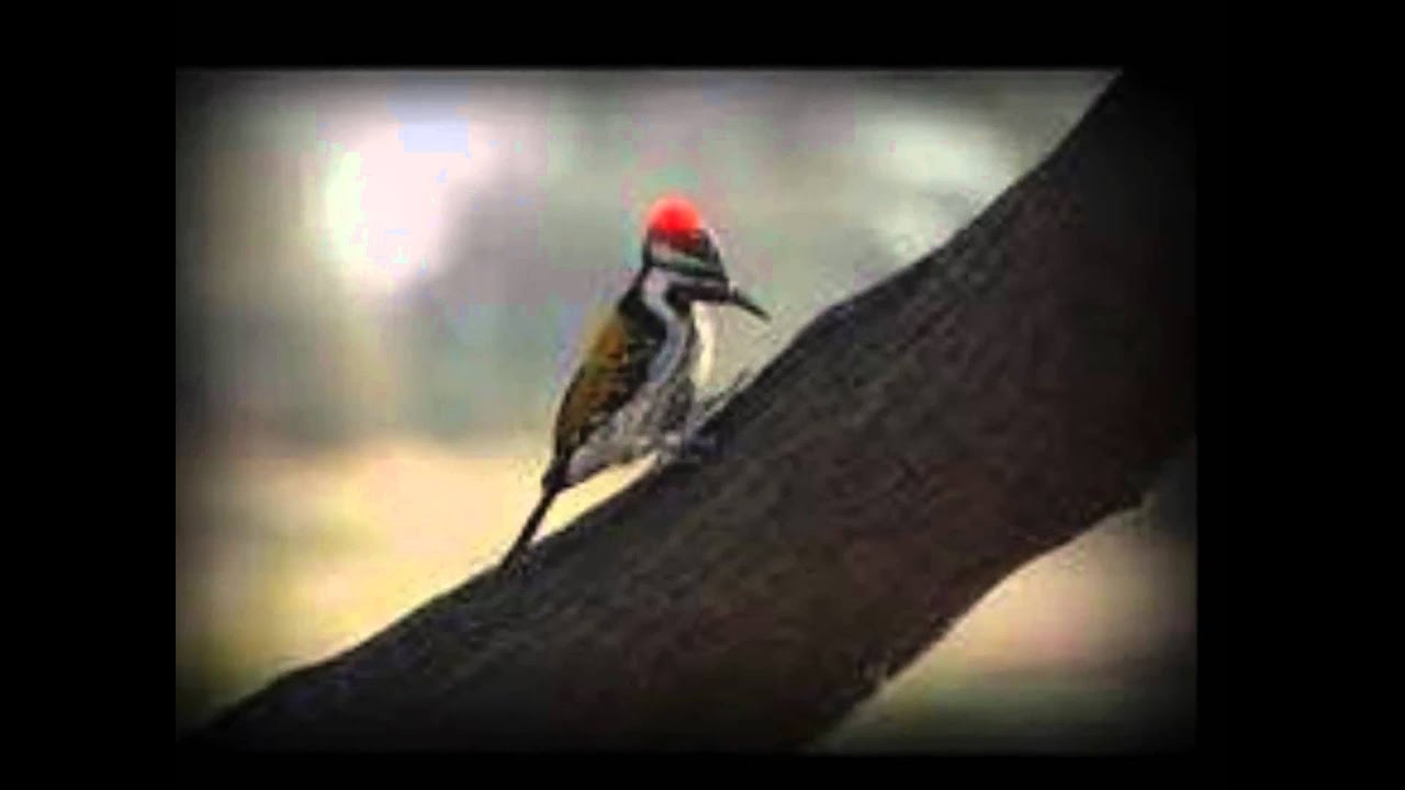 Wood pecker song-Buddy Davis - YouTube