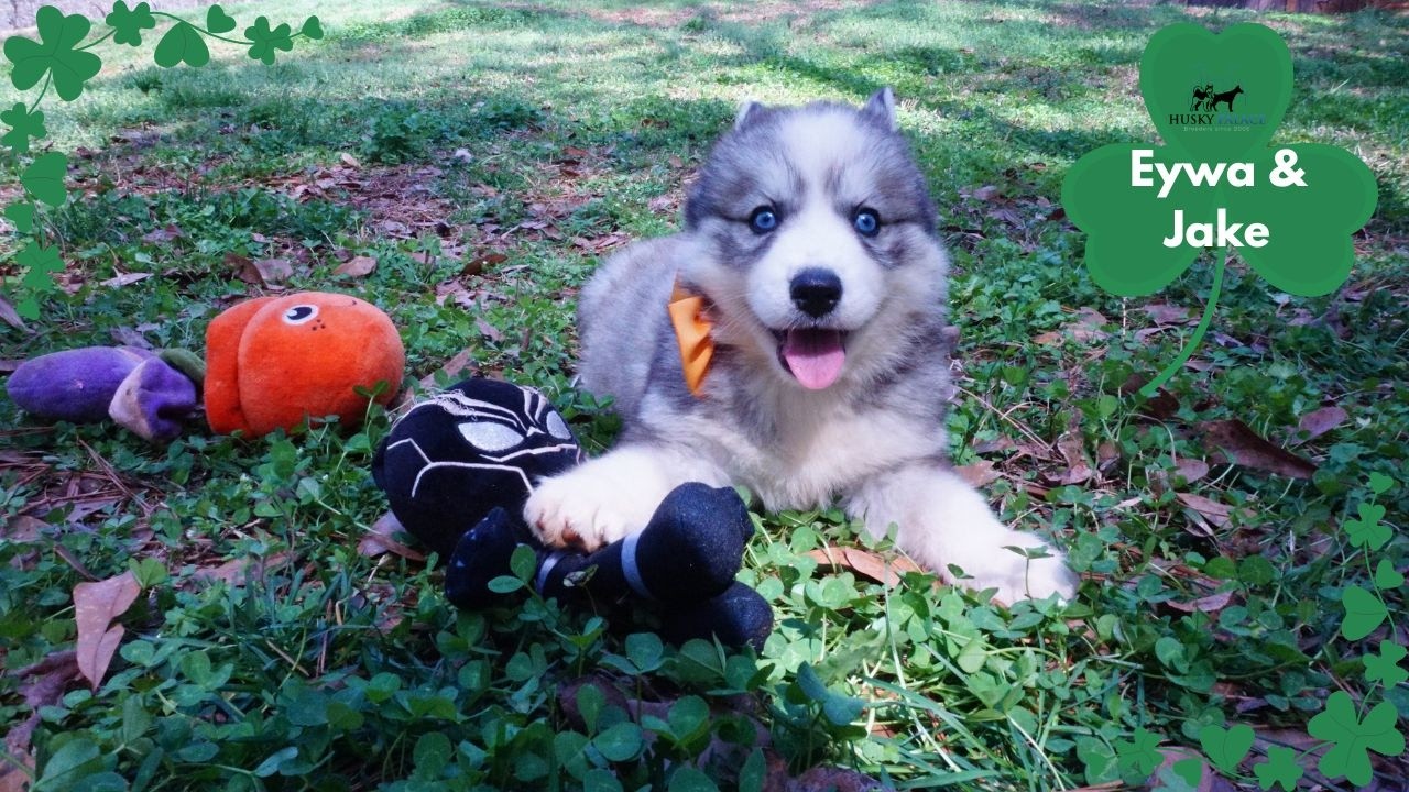 7 week old Siberian Husky Puppies | Husky Palace