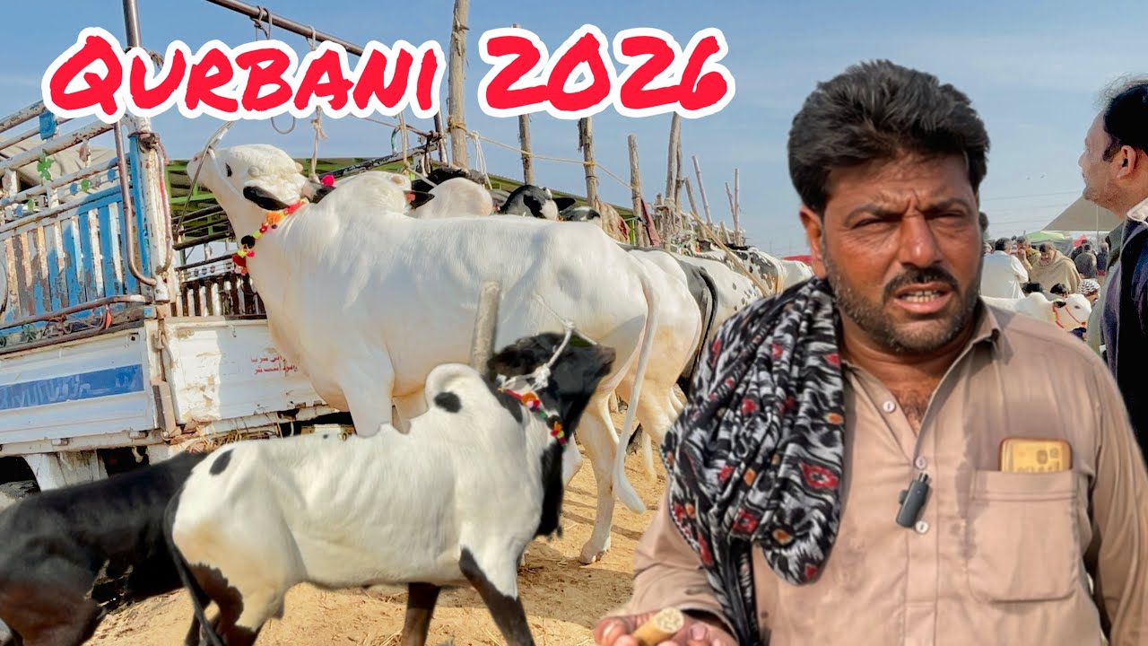 Mandra mandi сегодня 11.02.2026 последнее обновление ll domail mandi ll часть 1 ll jamil tv ll