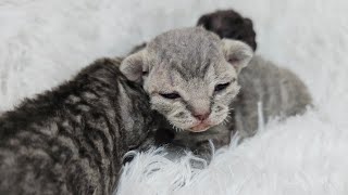 Devon Rex Kittens 10 days old (Misos Kittens) by Yoko Kat 196 views 5 months ago 2 minutes, 8 seconds