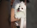 Bacon on his new home 6-4-18 #pomeranian #puppy