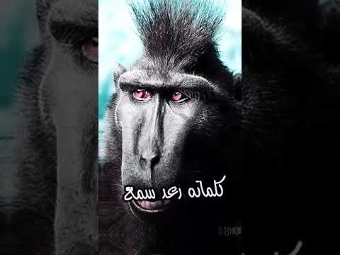 نحن فينا عمر 