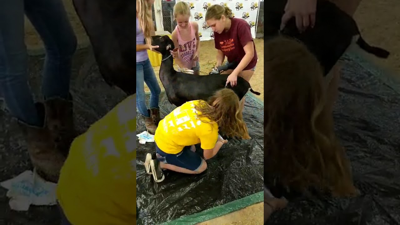 2018 MSF Team fitting competition.