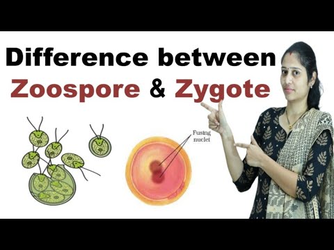 Video: Is zygote een oospore?