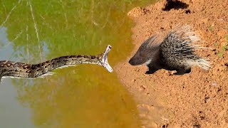 Giant Snake Attacks Porcupine, And See What Happened
