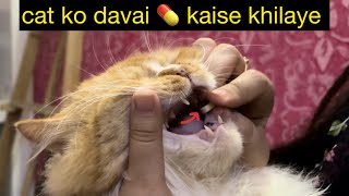 How To Give Medicine To a Cat || easiest way by leoko vlog 102 views 13 days ago 2 minutes, 20 seconds