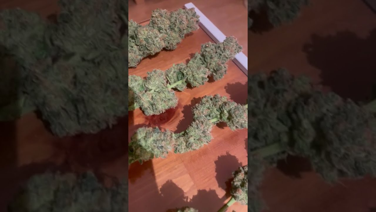 🌴🍒 Tropicana Cherry  