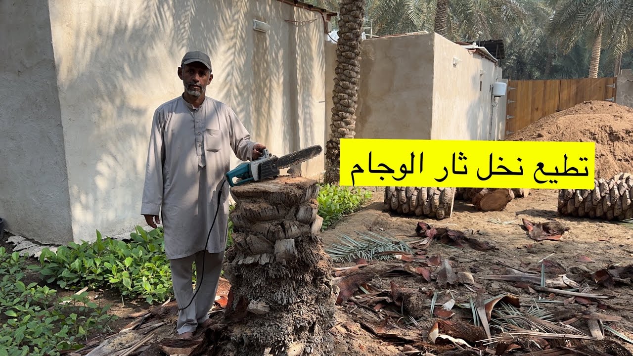 الدرس الثاني في تقطيع النخلة اثر مرض الوجام اسرار وخفايا مع المزراع المبدع ابوسلمان