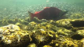 Sockeye salmon run in Adams River
