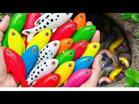 Capture belos peixes de aquário em um pequeno lago: tartarugas bebês,   peixes-lápis, guppies azuis 