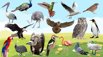 Con gì đây? - Dạy bé học tên các con vật | Các loài chim và gà