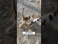 Have you ever seen cats fishing? 🎣🤔🐱                           🎥: @‌raushan_dubai via ViralHog