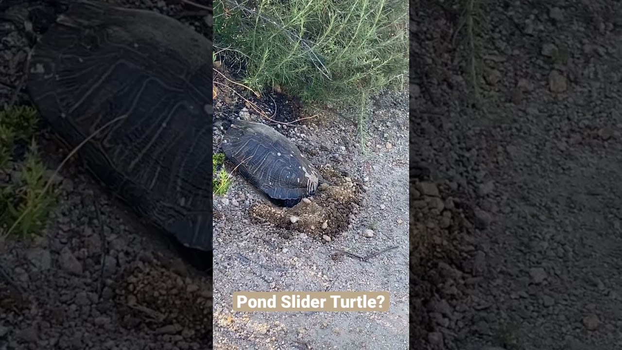 I usually post videos of rattlesnakes, but this was super unusual. Is this a pond slider turtle? ￼