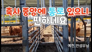 축사 중앙에 가로지는 통로가 있는 편리한 축사 예천 안성우님
