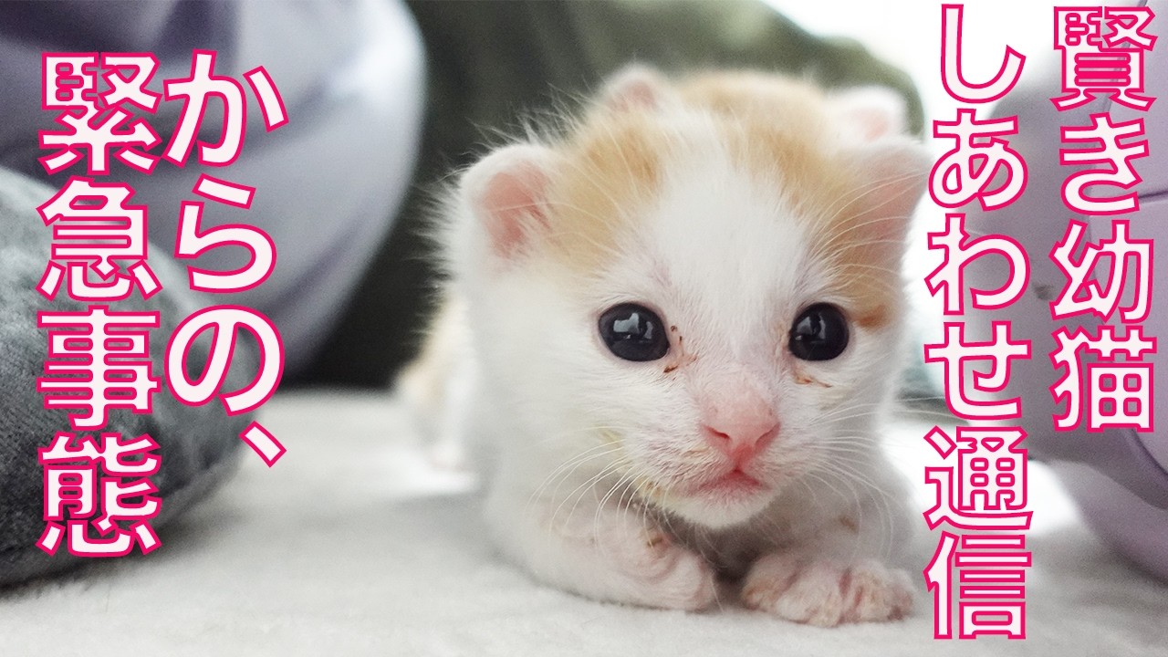 もねこ様♡ありがとうございます♡ maxresdefault.jpg