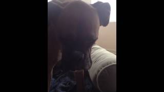 Canine Meningitis: Merckx' struggle