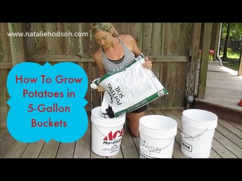 Growing Potatoes in a 5 Gallon Bucket