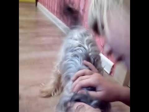 Препятствия для моей собаки. - YouTube