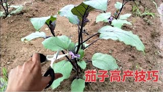 一棵茄苗想要结2030个茄子请在这里剪上一刀方法简单一学就会