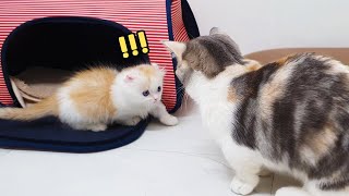 Introducing Korean Cats to New Kittens for the First time│1. Exchange rooms for each other