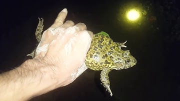 Mưa xuống đi lụm cá rô đồng, không ngờ bắt được con ếch thật to ! Tha phương Bến Lức #12