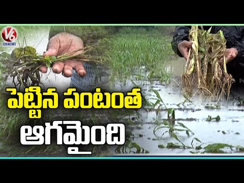 Ground Report On Damaged Crops With Heavy Rains | Telangana Rains | V6 News - V6NEWSTELUGU