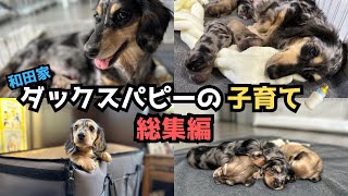 【犬７頭と暮らすおっさん】富子ベビー総集編【ダックスの子犬】