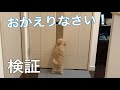 仕事から帰ってきた時の子犬の反応がかわいい！パパとママで比較しました！【トイプードル】