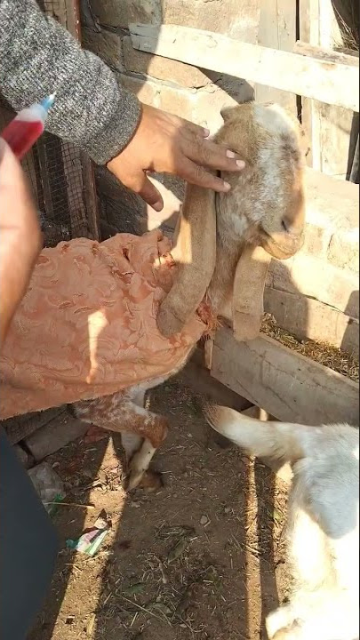kamzor Bakri ka Elaaj